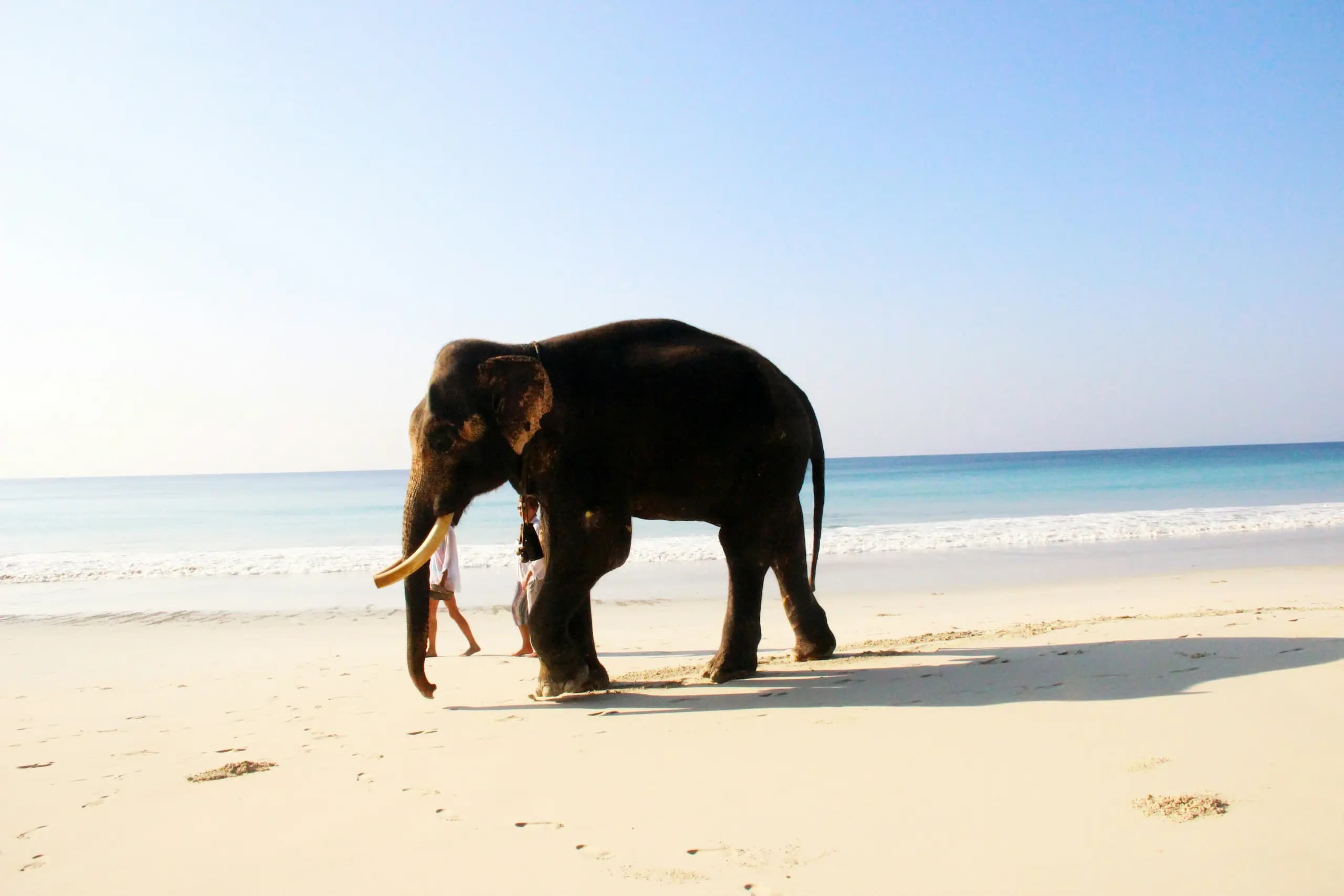 Elephant Beach